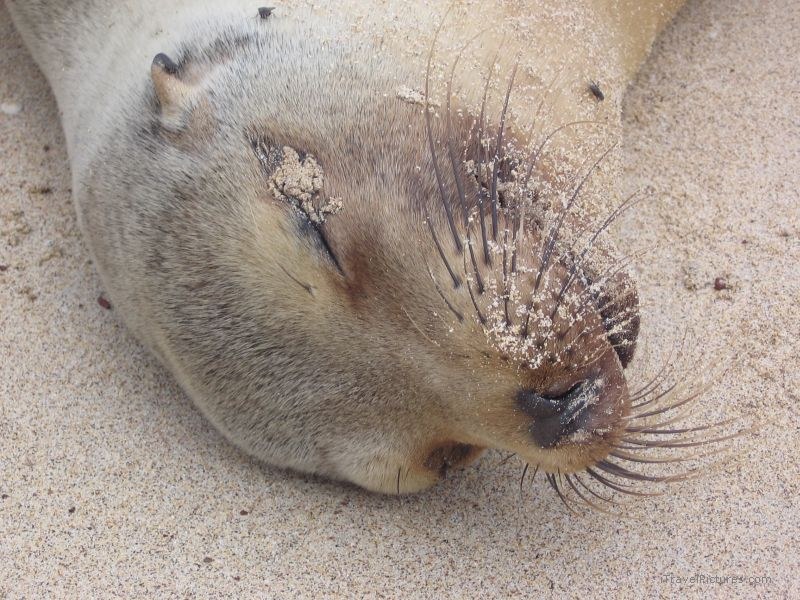 sea lion Galapagos sand whisker whiskers sleeping pinniped